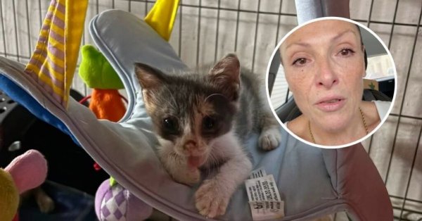 Malta'da Kedi Bakıcısı Yardım Çağrısı Yaptı: Kediler Soğuk Su ve Buz Paketleri İle Hayatlarını Koruyor