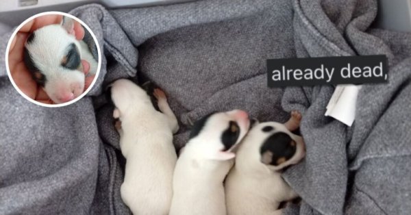 Terk Edilen Üç Yavru Köpek Kurtarıldı, Dördüncüsü Ölü Bulundu