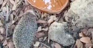 Minik Kirpi Nello'nun Mutlu Sonu: Doğaya Döndü