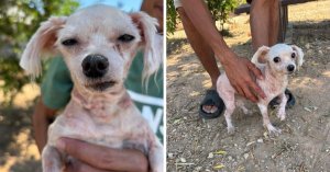 Barınak, Jilet Yanığı Şüphesiyle Bulunan Köpeğin Yürek Burkan Fotoğraflarını Paylaştı