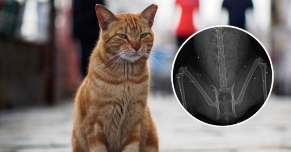 Malta'nın Güneyinde Bir Kedinin Vücudunda Kurşun Saçmaları Bulundu
