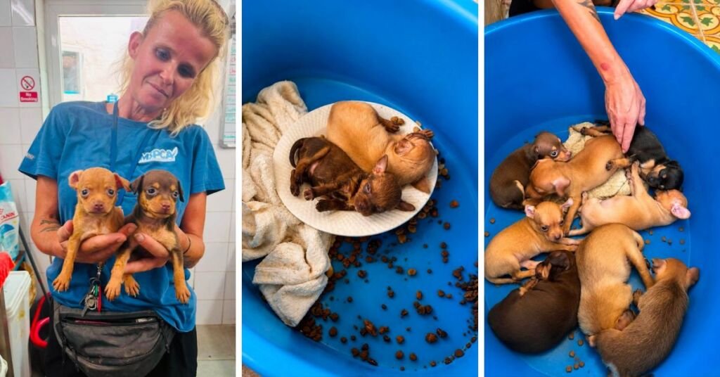 MSPCA: Malta'da 'Sahipli Ama İstenmeyen Köpek' Sorunu Var, Barınak Yavru Köpeklerle Doldu