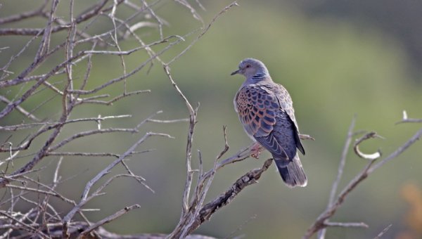 BirdLife Malta, Sicilya'da Üveyikler İçin Büyük Bir Zafer Kazandı