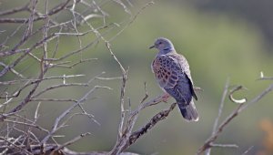 BirdLife Malta, Sicilya'da Üveyikler İçin Büyük Bir Zafer Kazandı