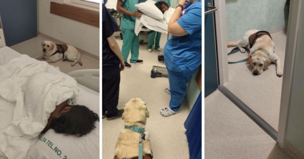 Küçük Ella Ameliyattayken Sadık Köpeği Sam Hastane Koridorunda Bekledi
