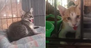 Kedi Barınağından Acil Yardım Çağrısı: 17 Saatlik Elektrik Kesintisi Hasta Hayvanları Tehlikeye Attı