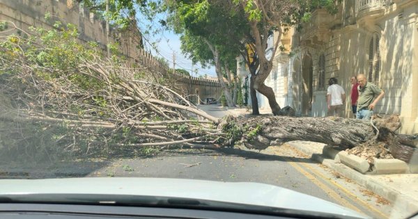 Attard'da Büyük Bir Ağacın Yola Devrilmesiyle İki Sürücü Son Anda Kurtuldu