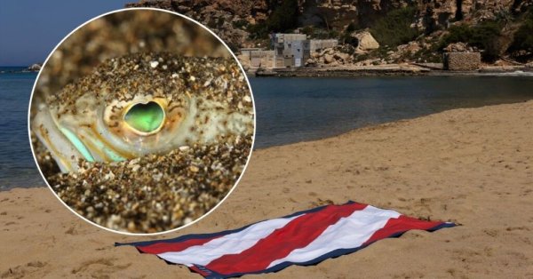 Għadira Koyu'nda Zehirli Balık Uyarısı