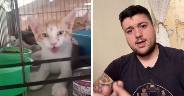 James Ryder, 20 Saatlik Elektrik Kesintisinin Ardından Kedi Barınağı İçin Bağış Kampanyası Başlattı