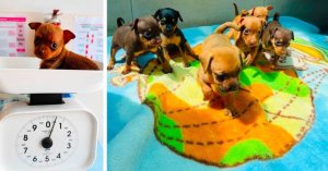 Pea ile Tanışın: MSPCA'nın 'Sebze Bahçesi'nden Gelen 600 Gramlık Minik Yavru