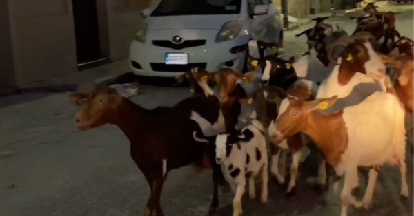 Malta'da Turistin Beklenmedik Keçi Trafiği Keyfi