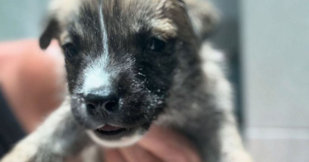 MSPCA, Sasha ve Yeni Doğan Yavrularını Kurtardı