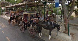 NGO'lar 30°C Sıcaklıkta Çalışan Atların Derhal Yasaklanmasını İstiyor