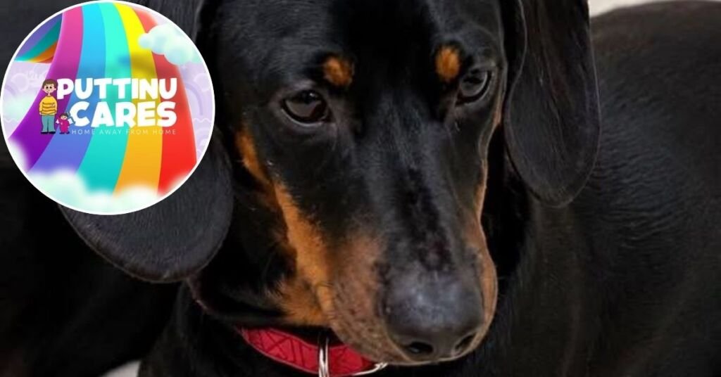 Çift, Kayıp Köpek Ödülünü Puttinu Cares'e Bağışladı