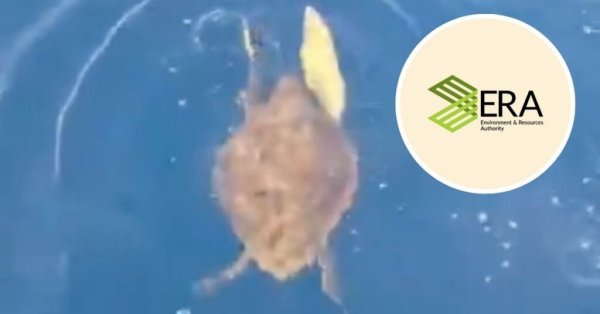 Denizde Zor Durumdaki Caretta Caretta Kaplumbağası Kurtarıldı