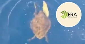 Denizde Zor Durumdaki Caretta Caretta Kaplumbağası Kurtarıldı