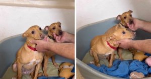 Gozo SPCA'dan Sevimli Anne-Kız Köpekler Molly ve Polly İçin Yuva Çağrısı