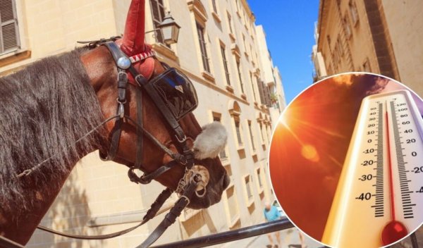 At Çeken Atlar için Yeni Korunma Önlemleri