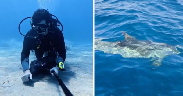 Deniz Temizliği, Malta'da Yunuslarla İnanılmaz Bir Karşılaşmayla Son Buldu