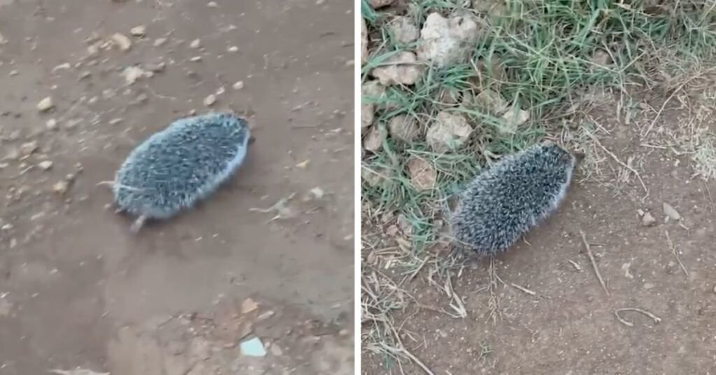 Minik Kirpi Laura, Ayarlar Sonrasında Vahşi Hayata Geri Dönüyor