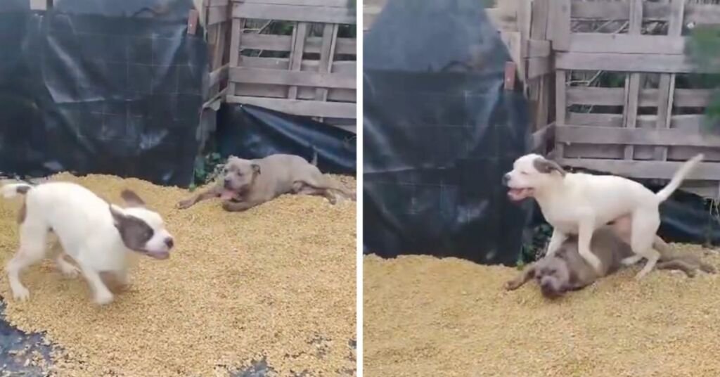 Malta'da Acil Çağrı: İki Genç Bully Köpeği İçin Sevgi Dolu Yuvalar Aranıyor