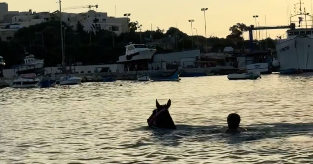 Marsaxlokk Körfezi'nde Sahibiyle Birlikte Yüzen At Görenleri Büyüledi