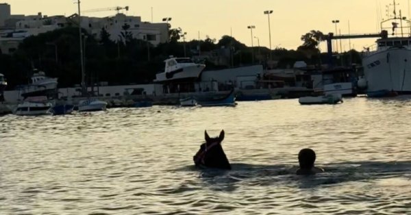 Marsaxlokk Körfezi'nde Sahibiyle Birlikte Yüzen At Görenleri Büyüledi
