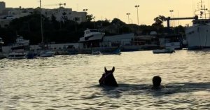Marsaxlokk Körfezi'nde Sahibiyle Birlikte Yüzen At Görenleri Büyüledi