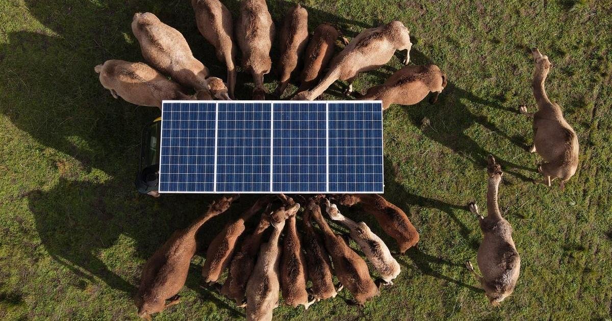 Avustralya'nın Taşrasında Develer İçin Beklenmedik Bir Yuva