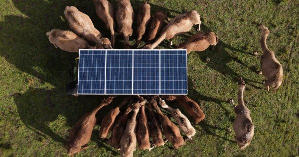 Avustralya'nın Taşrasında Develer İçin Beklenmedik Bir Yuva