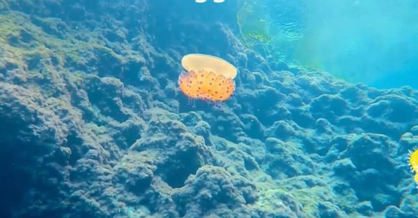 İlkbahar 'Yumurta Jellyfish' Görüldü