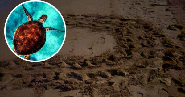 Malta'da Kaplumbağa Yuvalama Sezonu Hiçbir Yuva Kaydı Olmadan Sona Erdi