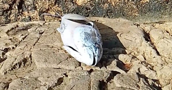 Gozo'nun kayalık kıyısında dev ölü ton balığı karaya vurdu