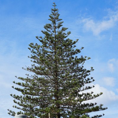Żebbuġ belediyesi olgun ağaç nedeniyle gelişime itiraz etti