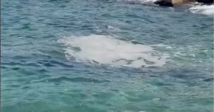 Baħar Iċ-Ċagħaq Sahilinde Deniz Sümüğü Görüntülendi
