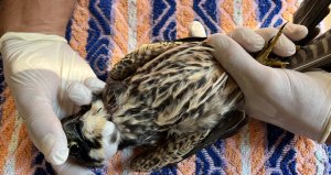 Okul bahçesinde vurulmuş koruma altındaki kuş bulundu – BirdLife Malta