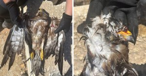Delimara üzerinde vurulduğu iddia edilen genç bal arısı şahini öldü
