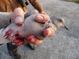 BirdLife Malta yasadışı avcılık cezalarının yeterli olup olmadığını sorguluyor