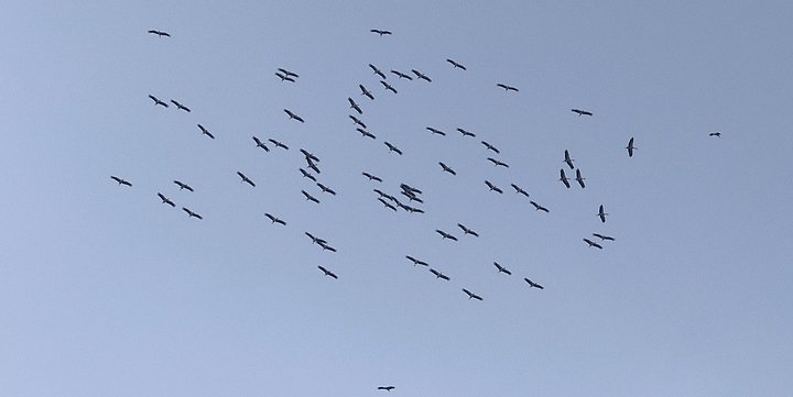 67 beyaz leylekten oluşan sürü Malta'ya ulaştı