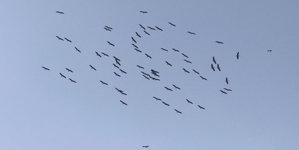 67 beyaz leylekten oluşan sürü Malta'ya ulaştı