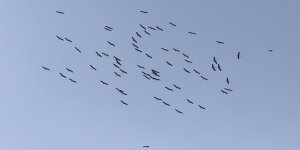 67 beyaz leylekten oluşan sürü Malta'ya ulaştı