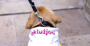 Malta'da Hizmet Köpekleri Vakfı İçin 150 Bin Euro'luk Yeni Anlaşma İmzalandı