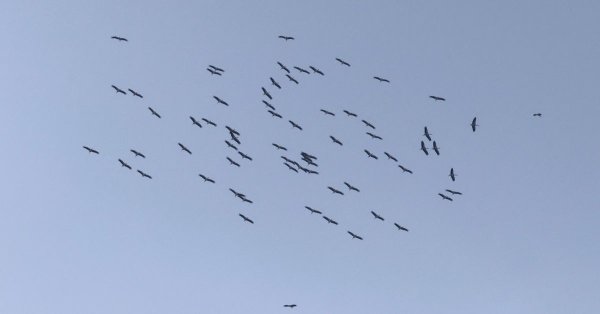 Malta üzerinde yaklaşık 67 ak leylek görüldü, göçte görkemli manzara