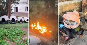 Attard'da şüpheli kundaklama saldırısında dört kedi barınağı yandı