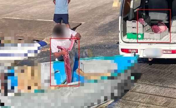 Rangers yasa dışı ton balığı avında yaygın cezasızlığa dikkat çekti