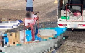 Rangers yasa dışı ton balığı avında yaygın cezasızlığa dikkat çekti
