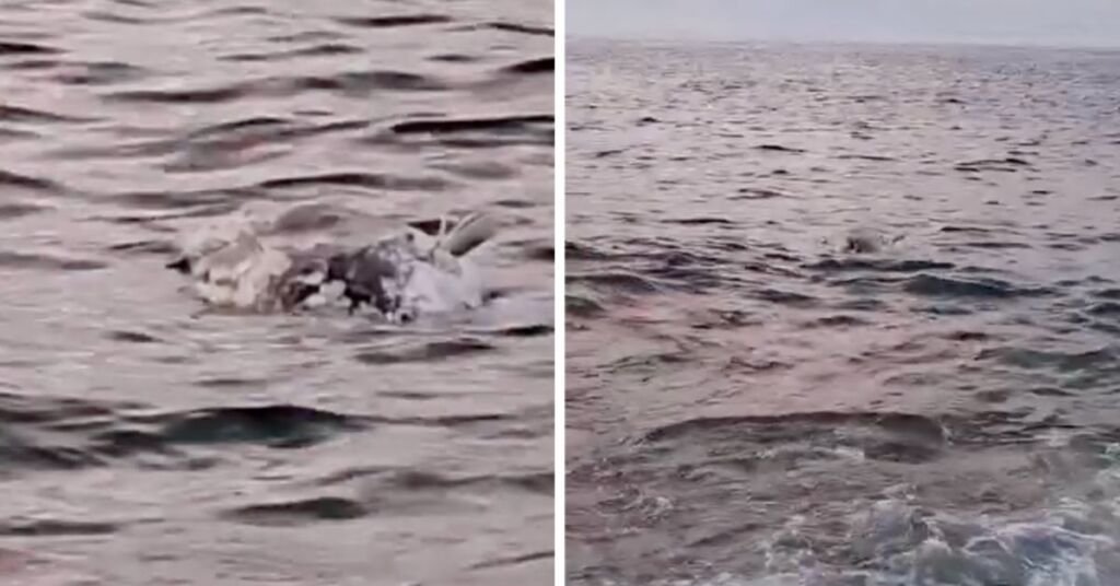 Pembroke kıyısında yarı yenmiş ton balığı kıyıya vurdu