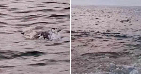 Pembroke kıyısında yarı yenmiş ton balığı kıyıya vurdu