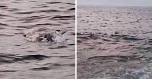 Pembroke kıyısında yarı yenmiş ton balığı kıyıya vurdu