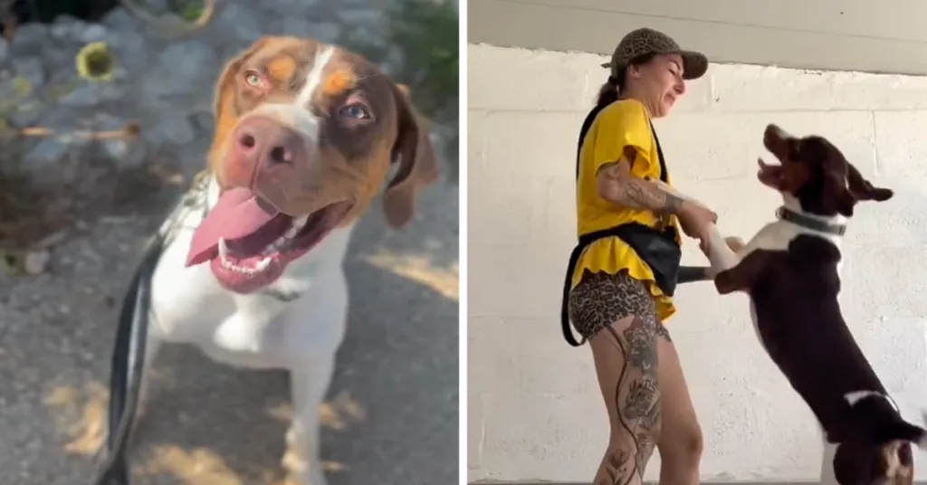 Malta'daki barınağa terk edilen genç köpek Chip, yeni bir yuva arıyor